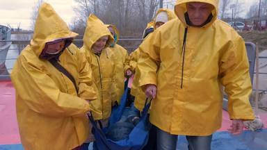 救援人员黄色的西装携带受害者担架